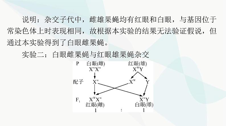 2024年高考生物一轮复习必修2第2章第2、3节基因在染色体上、伴性遗传课件第8页