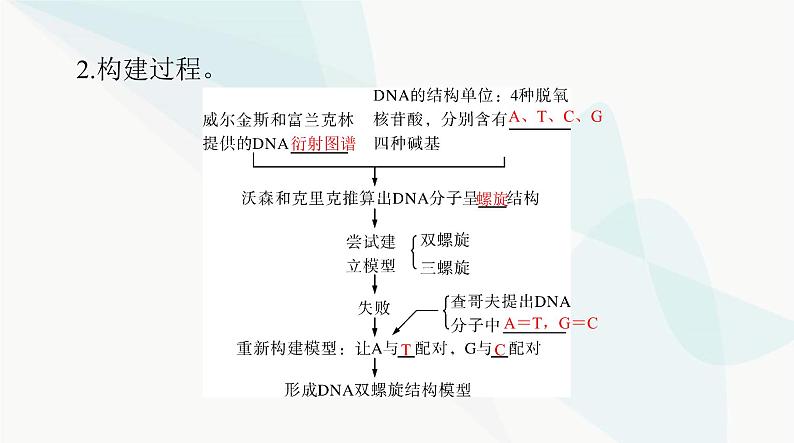 2024年高考生物一轮复习必修2第3章第2、3、4节DNA的结构、DNA的复制及基因通常是有遗传效应的DNA片段课件第3页