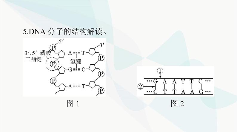 2024年高考生物一轮复习必修2第3章第2、3、4节DNA的结构、DNA的复制及基因通常是有遗传效应的DNA片段课件第7页