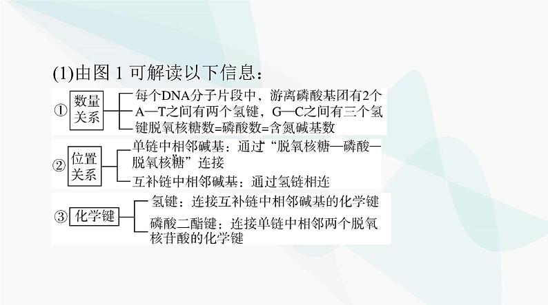 2024年高考生物一轮复习必修2第3章第2、3、4节DNA的结构、DNA的复制及基因通常是有遗传效应的DNA片段课件第8页