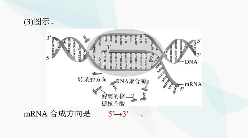 2024年高考生物一轮复习必修2第4章基因的表达课件第7页