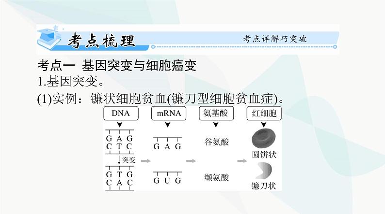 2024年高考生物一轮复习必修2第5章第1节基因突变和基因重组课件第4页