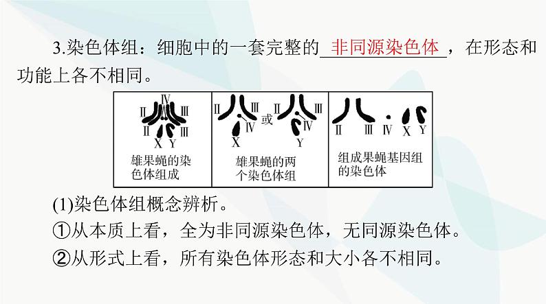 2024年高考生物一轮复习必修2第5章第2节染色体变异课件第3页