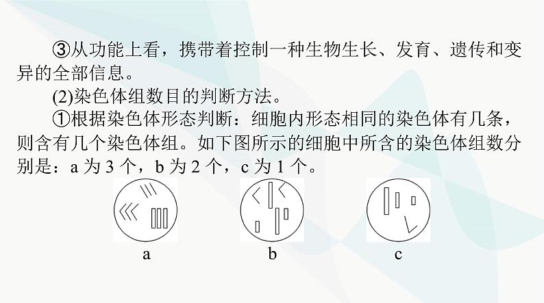 2024年高考生物一轮复习必修2第5章第2节染色体变异课件第4页