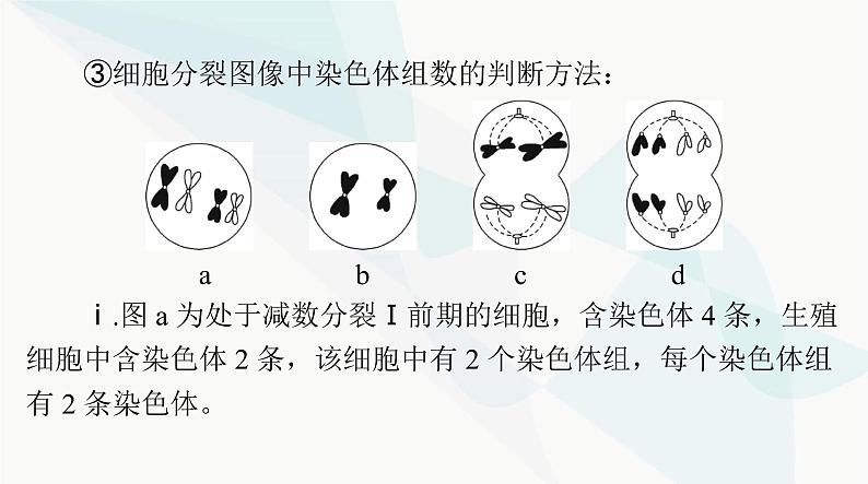 2024年高考生物一轮复习必修2第5章第2节染色体变异课件第6页