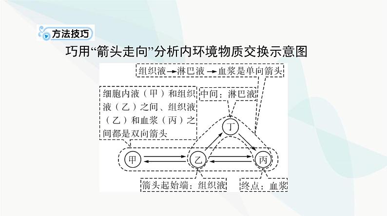 2024年高考生物一轮复习选择性必修1第1章人体的内环境与稳态课件05