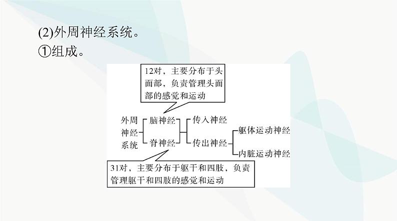 2024年高考生物一轮复习选择性必修1第2章第1、2节神经调节的结构基础、神经调节的基本方式课件第8页