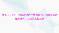 2024年高考生物一轮复习选择性必修1第2章第3、4、5节神经冲动的产生和传导、神经系统的分级调节、人脑的高级功能课件