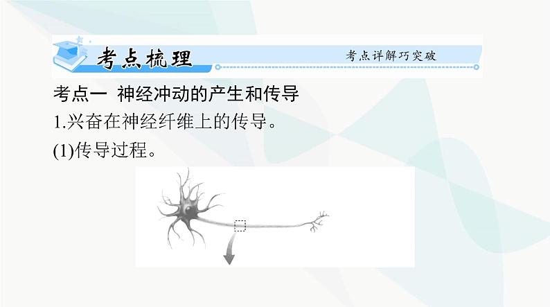 2024年高考生物一轮复习选择性必修1第2章第3、4、5节神经冲动的产生和传导、神经系统的分级调节、人脑的高级功能课件第2页