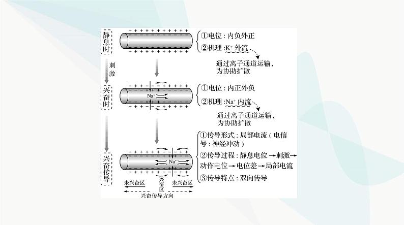 2024年高考生物一轮复习选择性必修1第2章第3、4、5节神经冲动的产生和传导、神经系统的分级调节、人脑的高级功能课件第3页