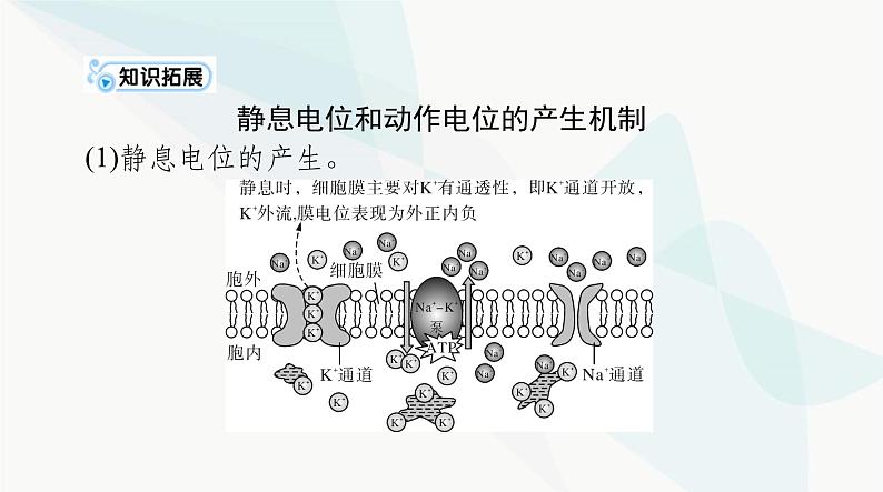 2024年高考生物一轮复习选择性必修1第2章第3、4、5节神经冲动的产生和传导、神经系统的分级调节、人脑的高级功能课件第4页