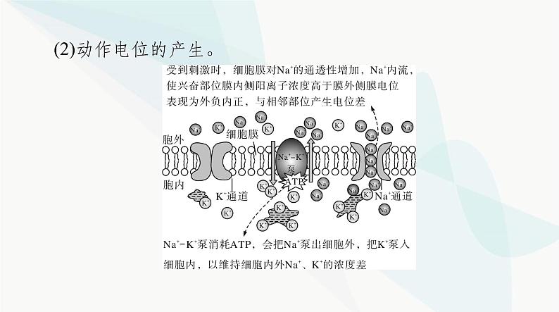 2024年高考生物一轮复习选择性必修1第2章第3、4、5节神经冲动的产生和传导、神经系统的分级调节、人脑的高级功能课件第5页