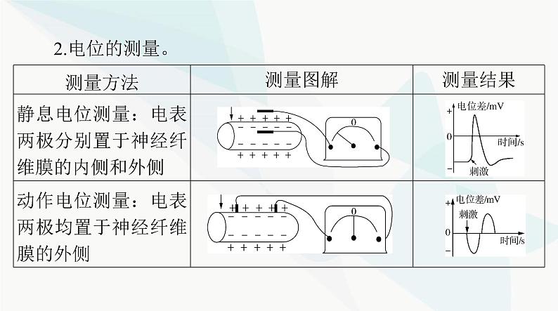 2024年高考生物一轮复习选择性必修1第2章第3、4、5节神经冲动的产生和传导、神经系统的分级调节、人脑的高级功能课件第8页