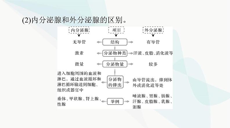 2024年高考生物一轮复习选择性必修1第3章体液调节课件第4页