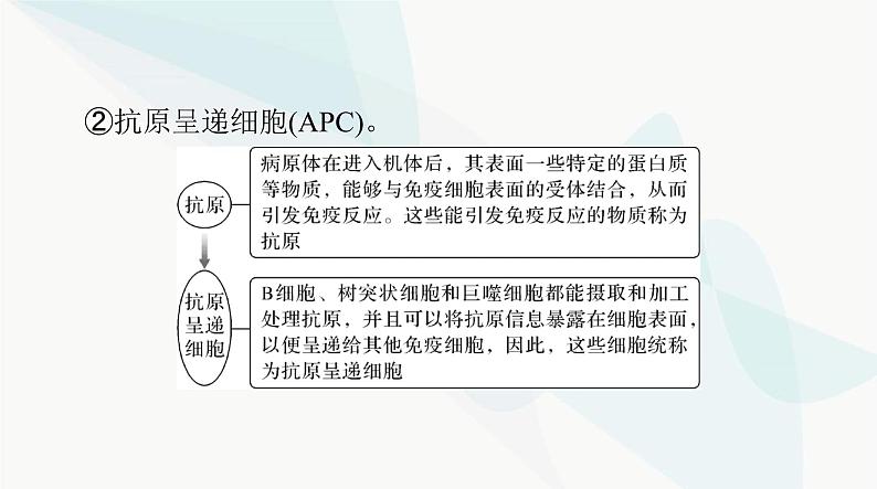 2024年高考生物一轮复习选择性必修1第4章免疫调节课件07