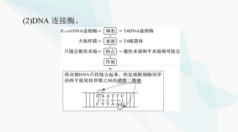 2024年高考生物一轮复习选择性必修3第3、4章基因工程、生物技术的安全性和伦理问题课件第7页