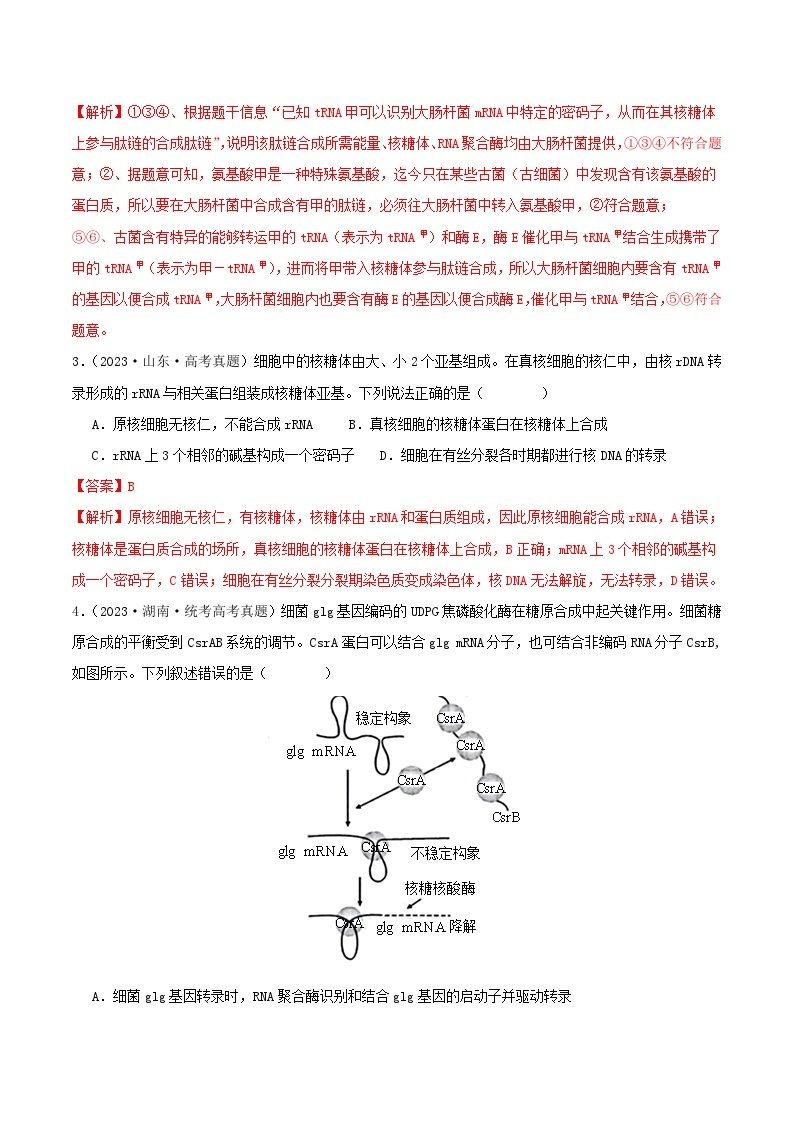 高考生物真题分项汇编 三年（2021-2023）（全国通用）专题08+基因表达02