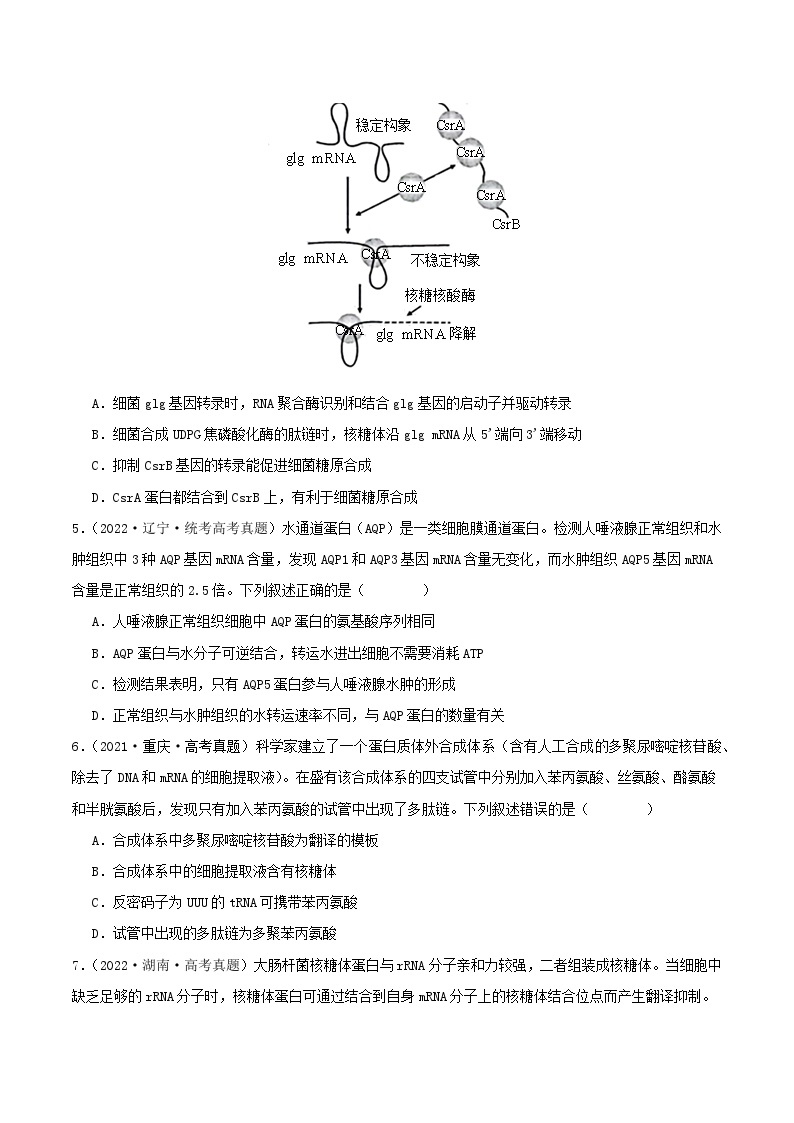 高考生物真题分项汇编 三年（2021-2023）（全国通用）专题08+基因表达02