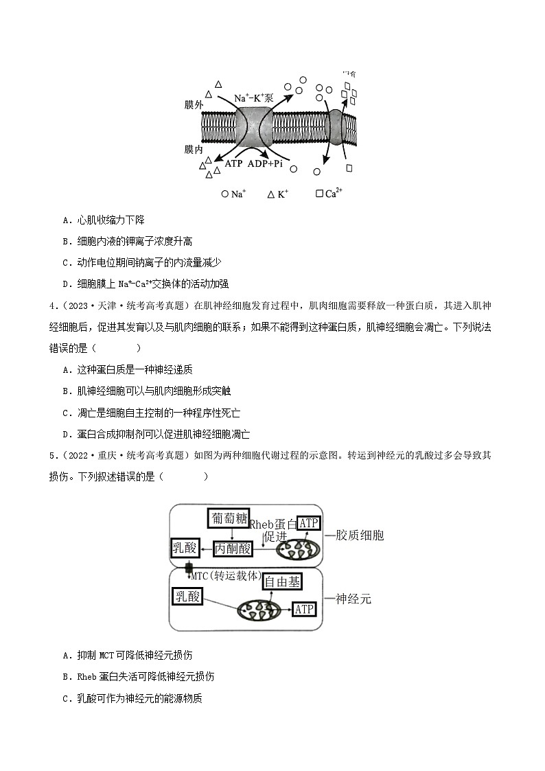 高考生物真题分项汇编 三年（2021-2023）（全国通用）专题12+神经调节03