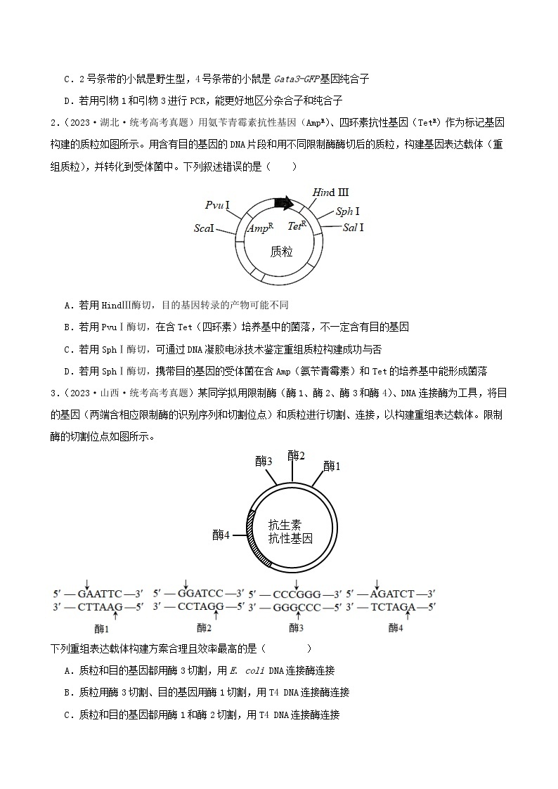 高考生物真题分项汇编 三年（2021-2023）（全国通用）专题20+基因工程03