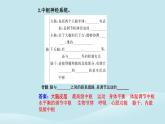 新教材2023高中生物第2章神经调节第1节神经调节的结构基次件新人教版选择性必修1课件PPT