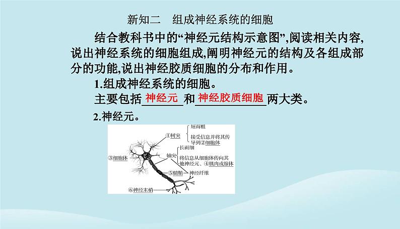 新教材2023高中生物第2章神经调节第1节神经调节的结构基次件新人教版选择性必修1课件PPT第7页