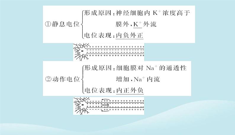 新教材2023高中生物第2章神经调节第3节神经冲动的产生和传导课件新人教版选择性必修1第5页