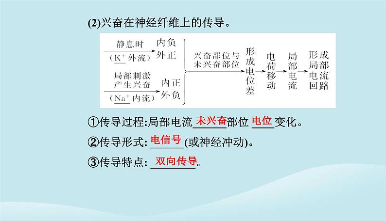 新教材2023高中生物第2章神经调节第3节神经冲动的产生和传导课件新人教版选择性必修1第6页