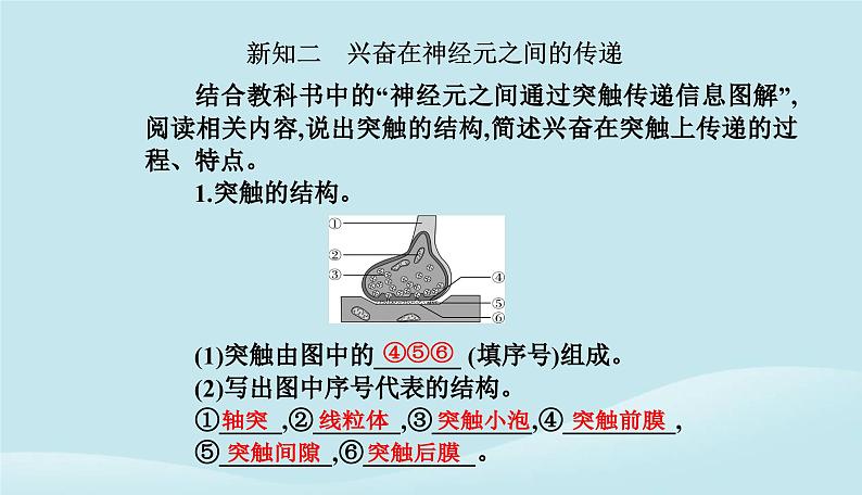 新教材2023高中生物第2章神经调节第3节神经冲动的产生和传导课件新人教版选择性必修1第7页