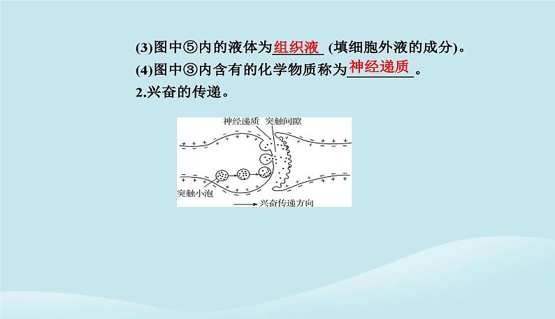 新教材2023高中生物第2章神经调节第3节神经冲动的产生和传导课件新人教版选择性必修1第8页