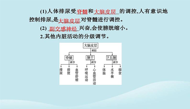 新教材2023高中生物第2章神经调节第4节神经系统的分级调节课件新人教版选择性必修1第6页