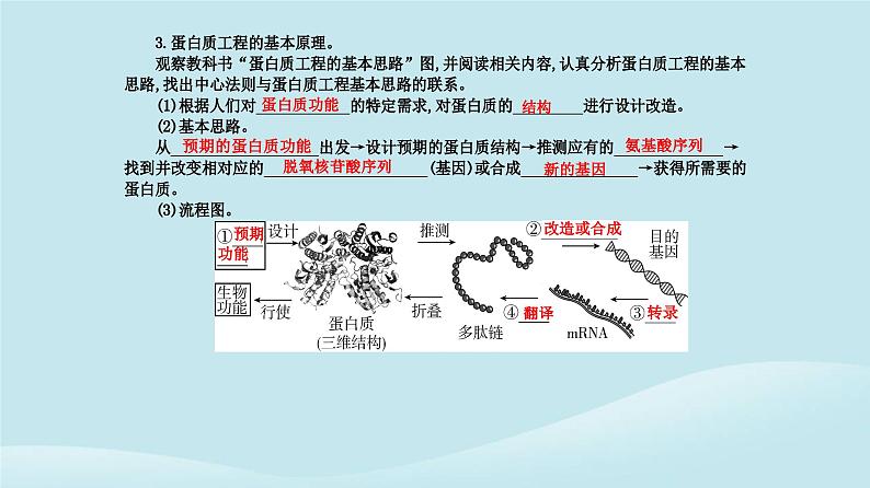 新教材2023高中生物第3章基因工程第4节蛋白质工程的原理和应用课件新人教版选择性必修305