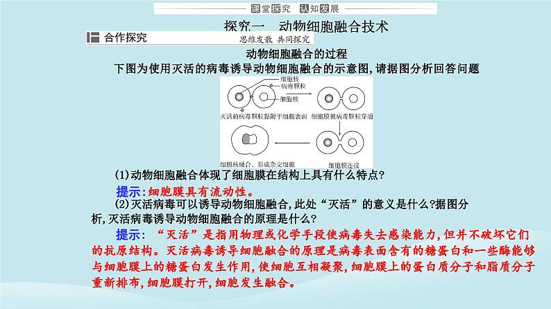 新教材2023高中生物第2章细胞工程第2节动物细胞工程第2课时动物细胞融合技术与单克鹿体课件新人教版选择性必修3第7页