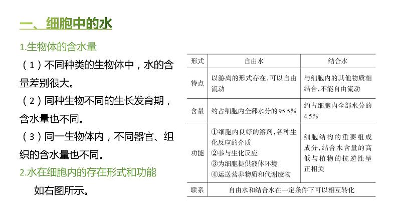 高中生物人教版（2019）必修1第二章2.2《细胞中的无机物》课件+同步练习03