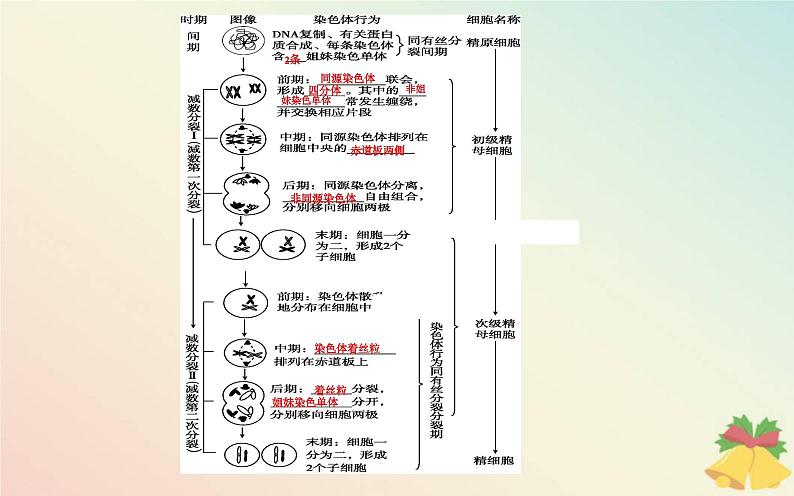 新教材2023高中生物第2章基因和染色体的关系第1节减数分裂和受精作用第1课时减数分裂课件新人教版必修206