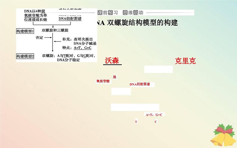 新教材2023高中生物第3章基因的本质第2节DNA的结构课件新人教版必修2第3页