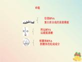 新教材2023高中生物第4章基因的表达第1节基因指导蛋白质的合成课件新人教版必修2