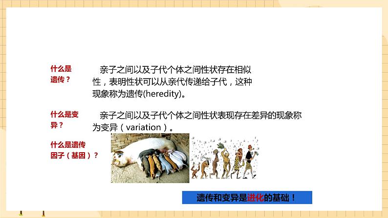 1.1孟德尔的豌豆杂交实验（一） 课件 人教版生物必修2第2页
