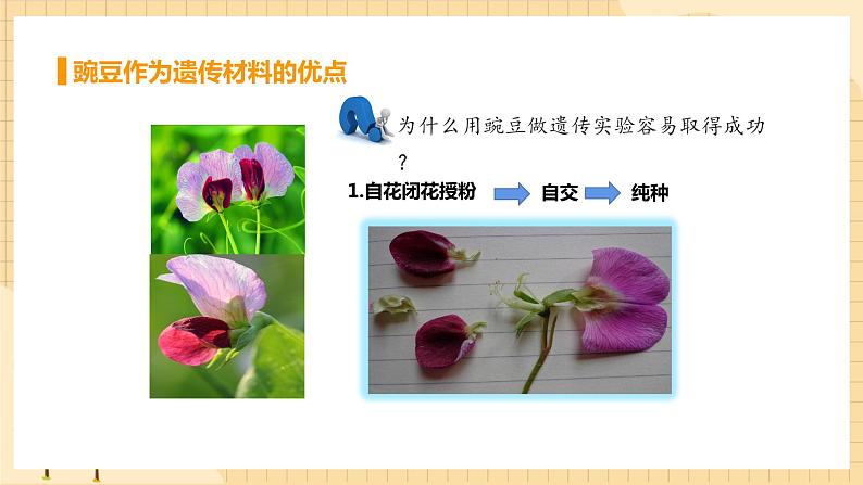 1.1孟德尔的豌豆杂交实验（一） 课件 人教版生物必修2第6页