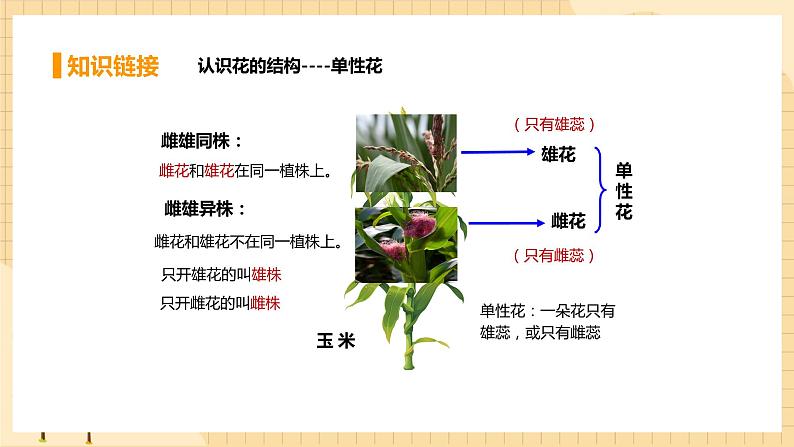 1.1孟德尔的豌豆杂交实验（一） 课件 人教版生物必修2第7页