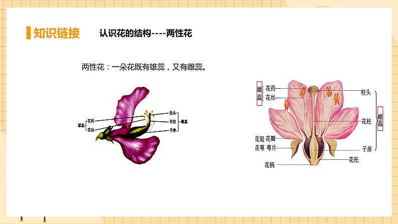 1.1孟德尔的豌豆杂交实验（一） 课件 人教版生物必修2第8页