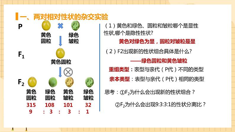 1.2孟德尔的豌豆杂交实验（二） 课件 人教版生物必修204