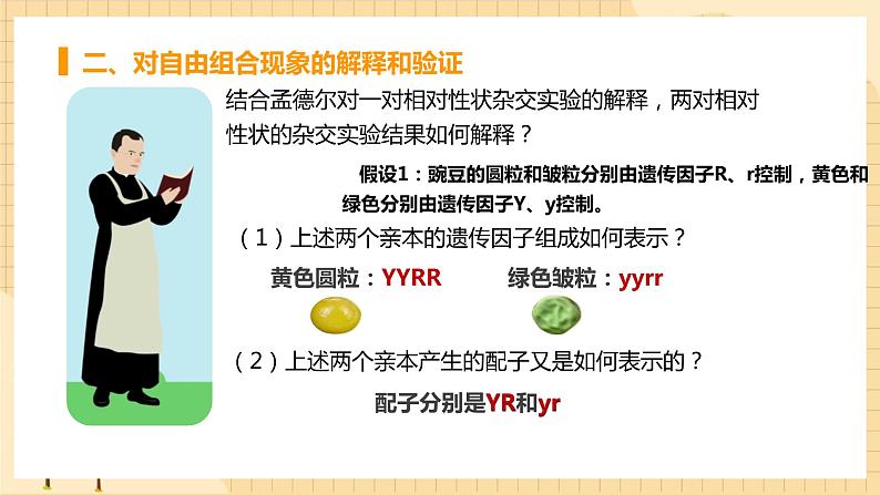 1.2孟德尔的豌豆杂交实验（二） 课件 人教版生物必修206