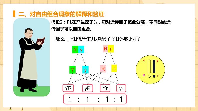 1.2孟德尔的豌豆杂交实验（二） 课件 人教版生物必修207