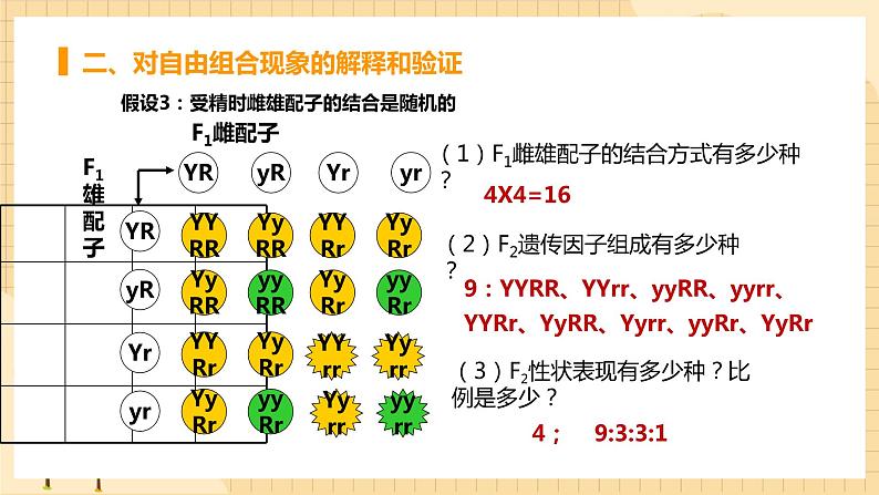 1.2孟德尔的豌豆杂交实验（二） 课件 人教版生物必修208