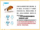 2.1 减数分裂和受精作用 课件 人教版生物必修2