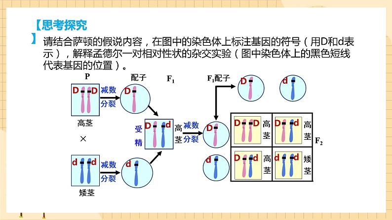 2.2基因在染色体上 课件 人教版生物必修207