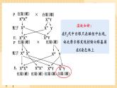 2.3 伴性遗传 课件 人教版生物必修2