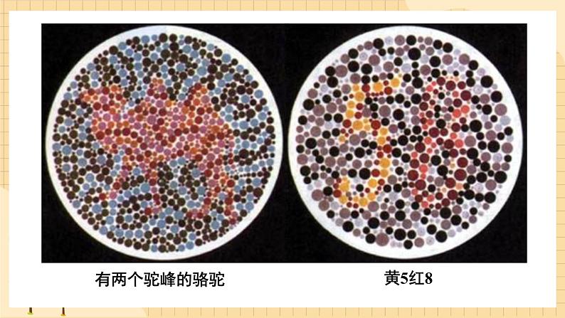 2.3 伴性遗传 课件 人教版生物必修204