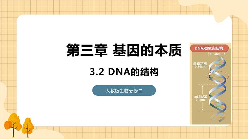 3.2 DNA的结构 课件 人教版生物必修201